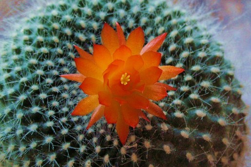 KONICA MINOLTA DIGITAL CAMERA